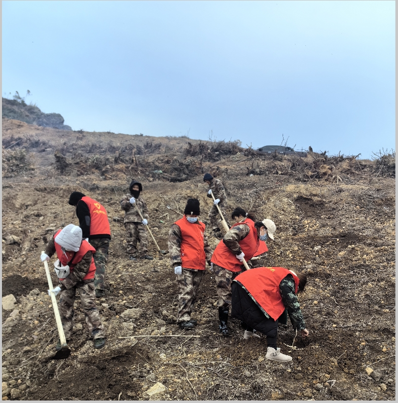 78m威九国际林业集团发展2024年春季造林备耕活动
