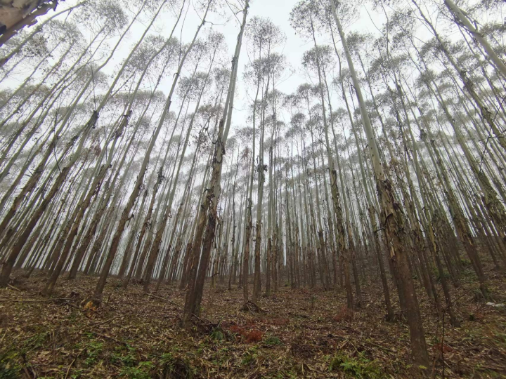 78m威九国际(集团)中国区有限公司-BinG百科