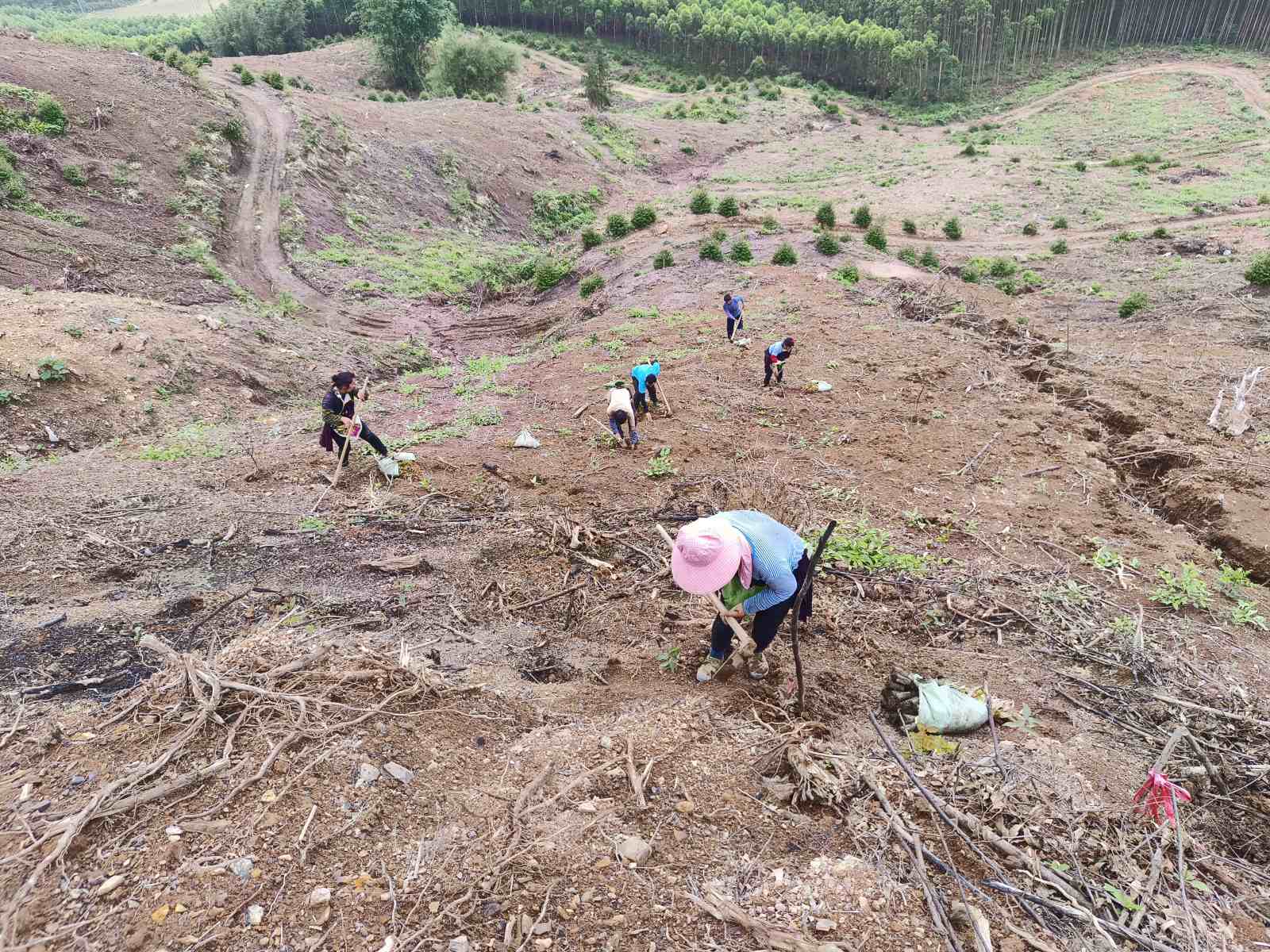 抢抓季节播新绿，全力推动哺养季