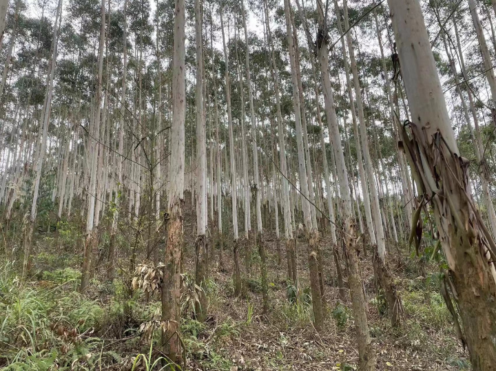 78m威九国际(集团)中国区有限公司-BinG百科