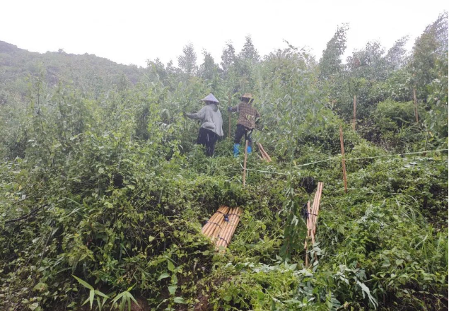 披风沥雨抗台风，实时扶正受灾苗