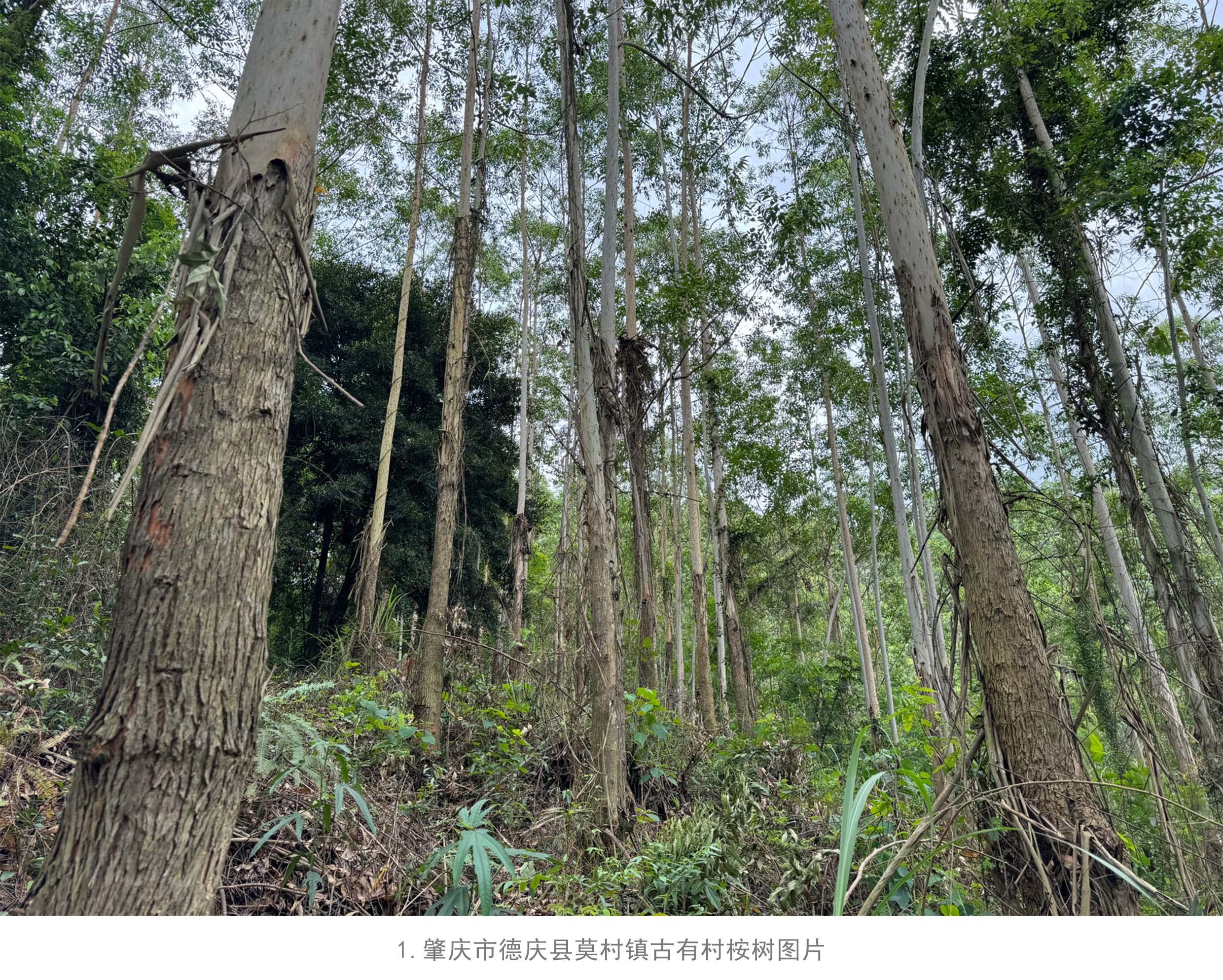 78m威九国际(集团)中国区有限公司-BinG百科