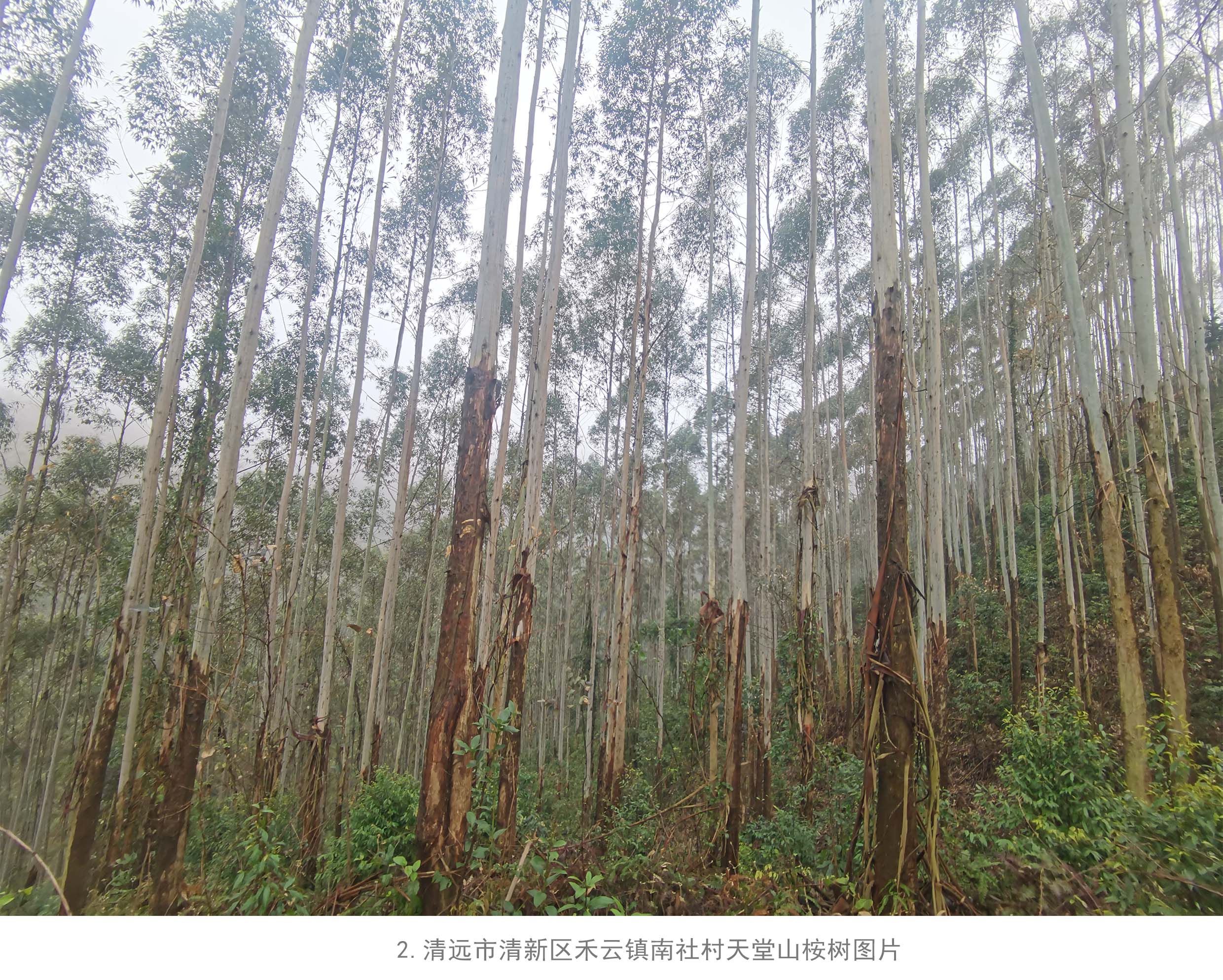 78m威九国际(集团)中国区有限公司-BinG百科