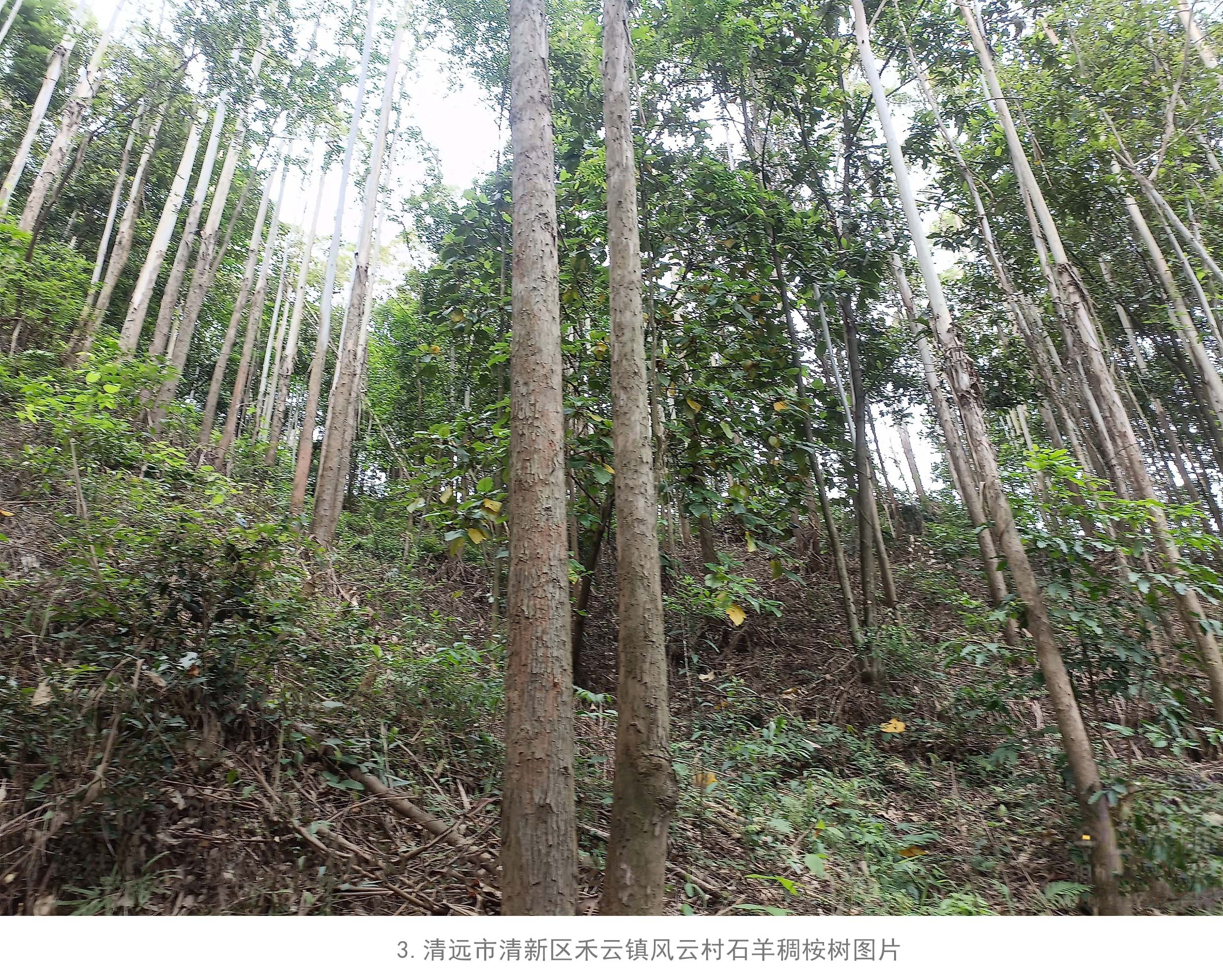 78m威九国际(集团)中国区有限公司-BinG百科