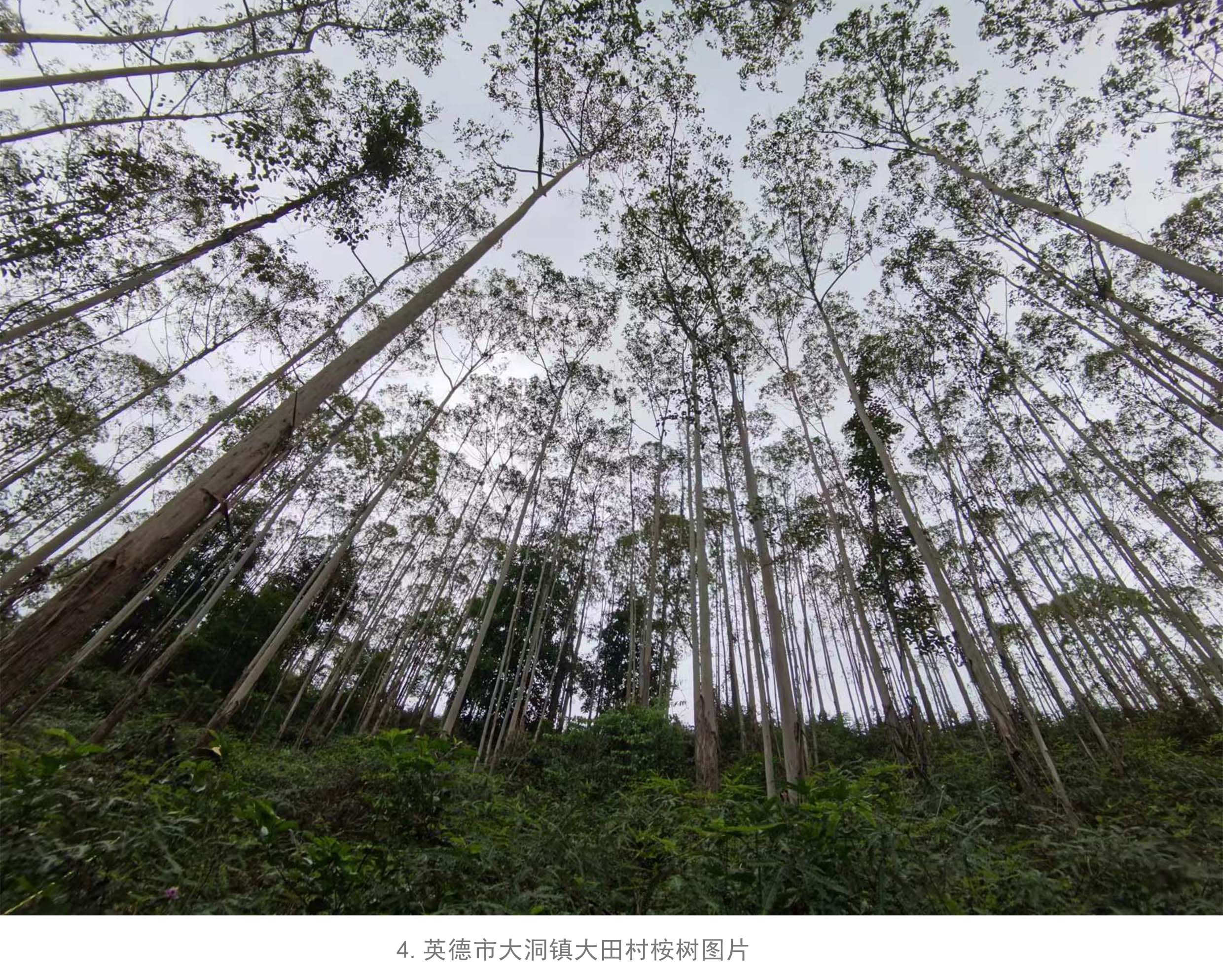 78m威九国际(集团)中国区有限公司-BinG百科