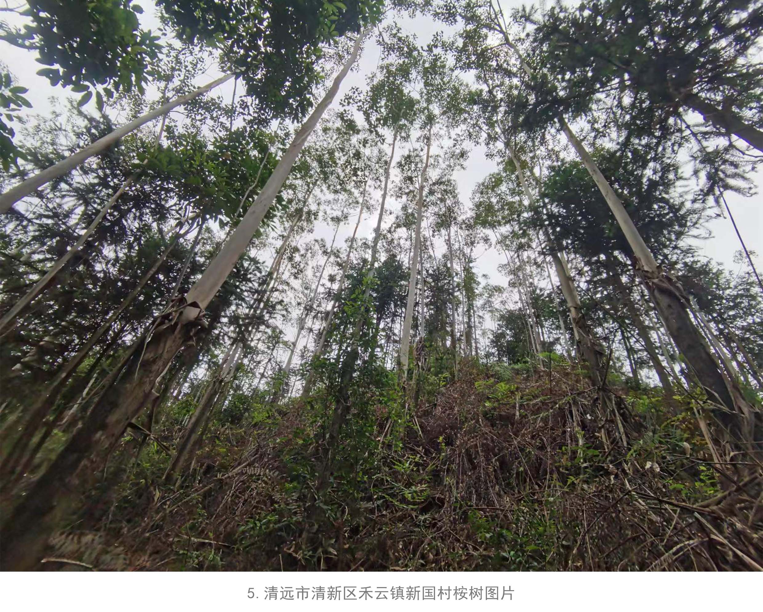 78m威九国际(集团)中国区有限公司-BinG百科