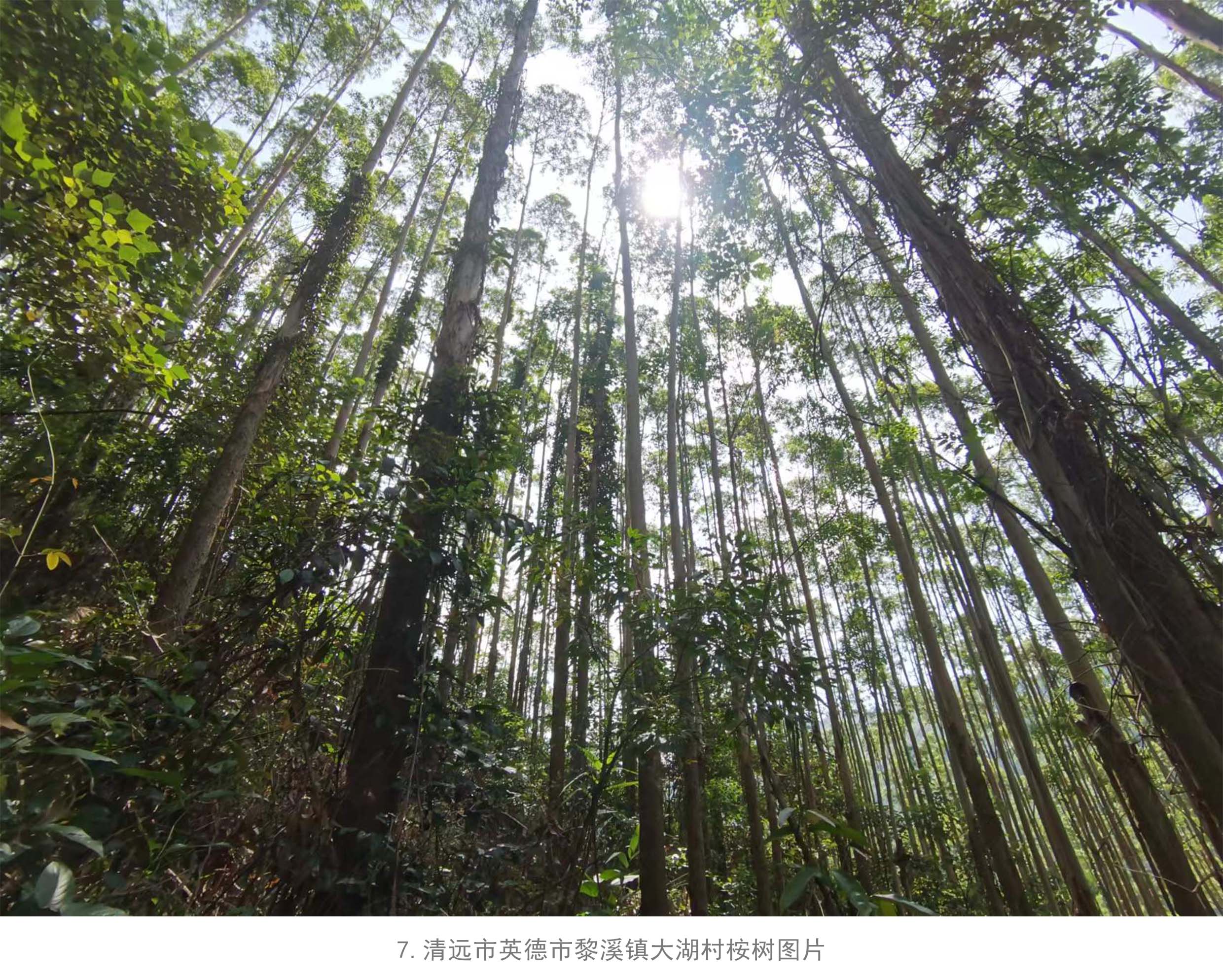 78m威九国际(集团)中国区有限公司-BinG百科