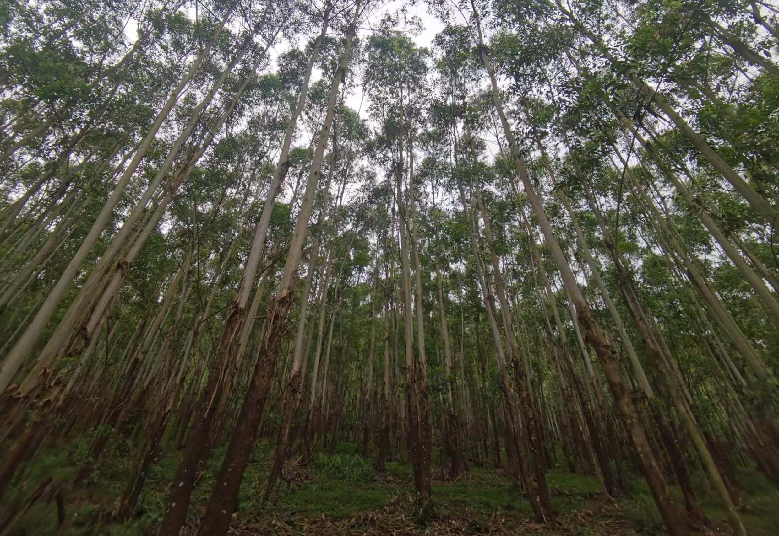 78m威九国际(集团)中国区有限公司-BinG百科