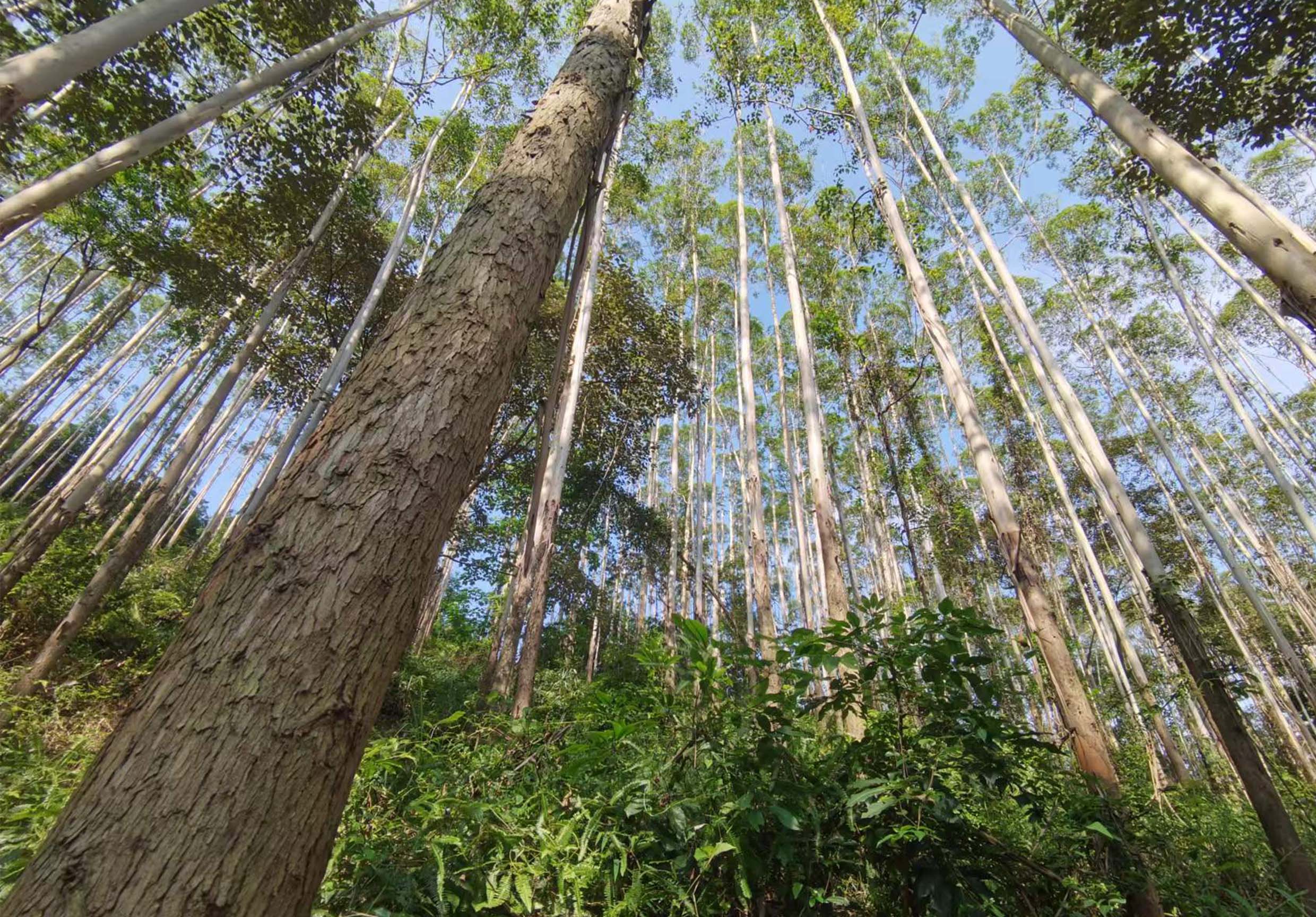 78m威九国际(集团)中国区有限公司-BinG百科