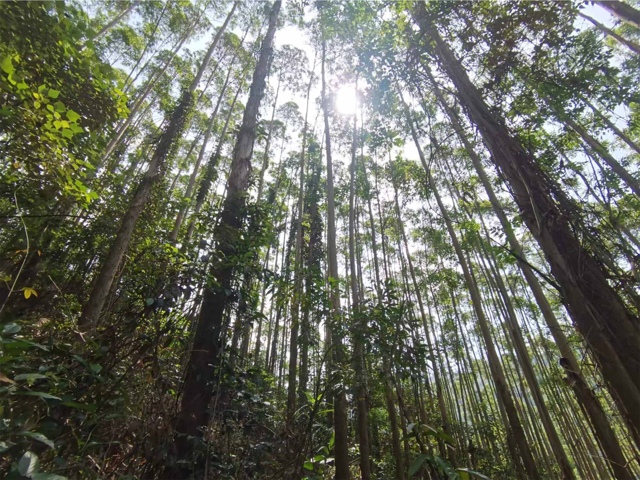 78m威九国际(集团)中国区有限公司-BinG百科