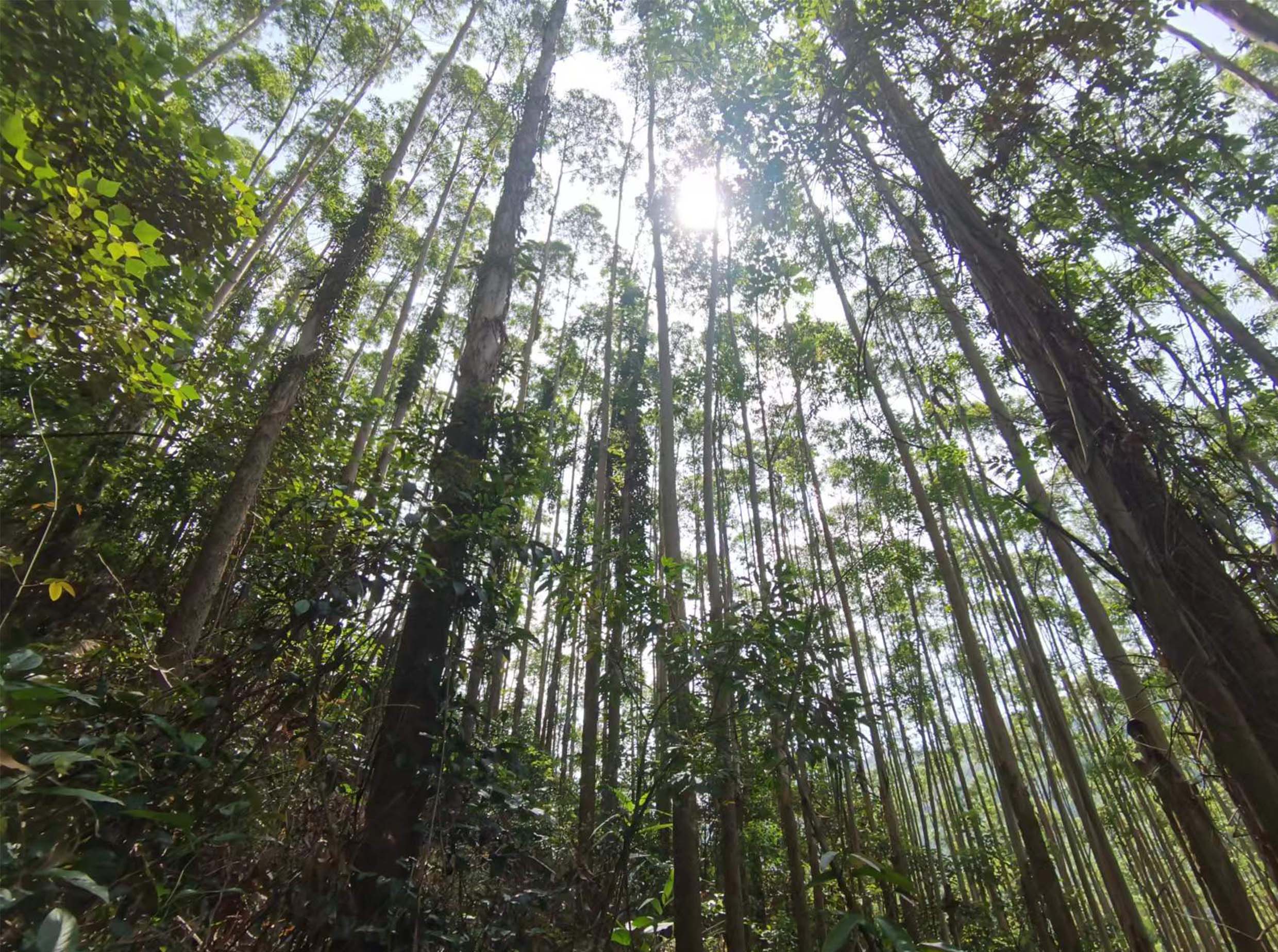 78m威九国际(集团)中国区有限公司-BinG百科