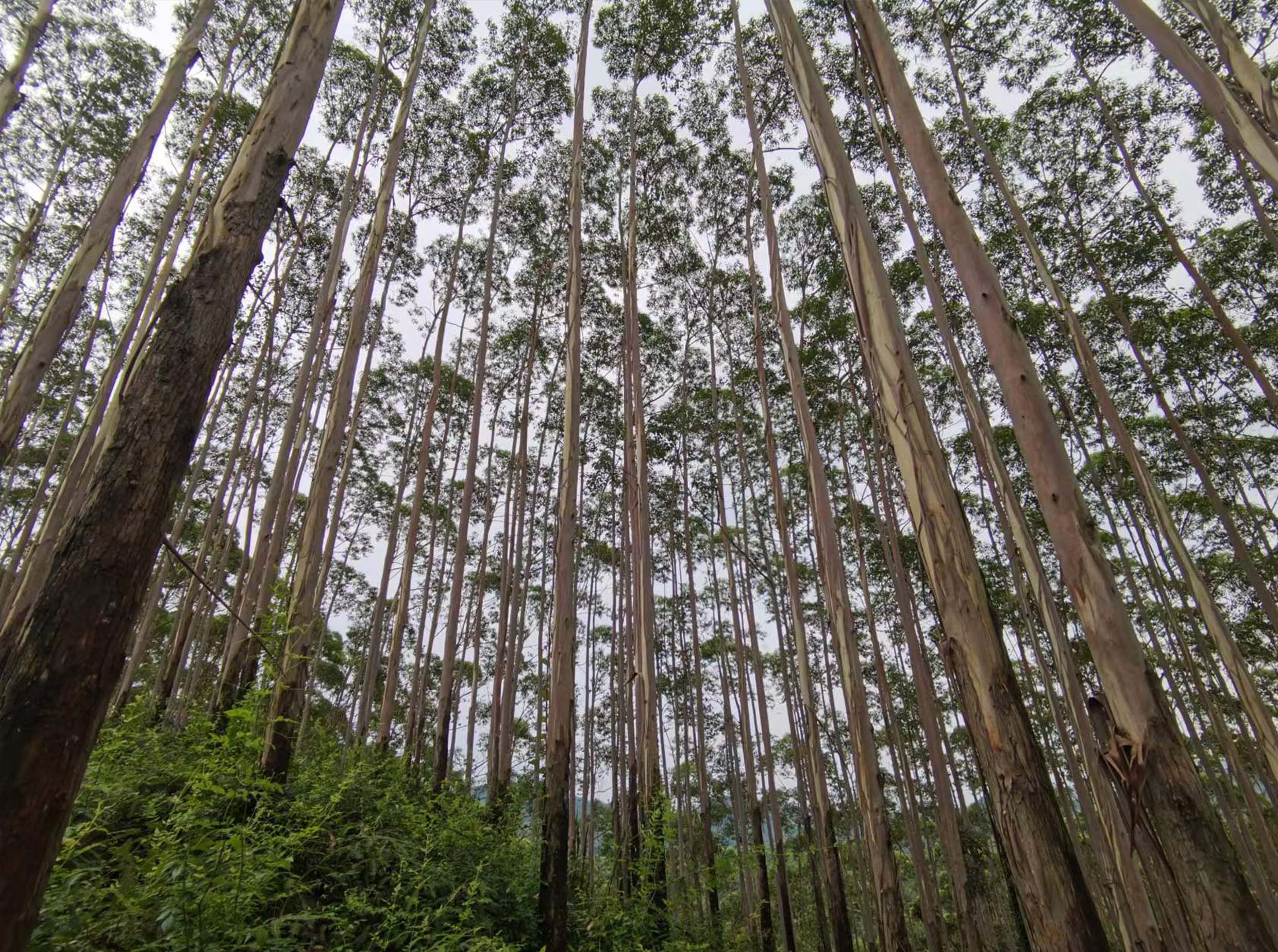 78m威九国际(集团)中国区有限公司-BinG百科