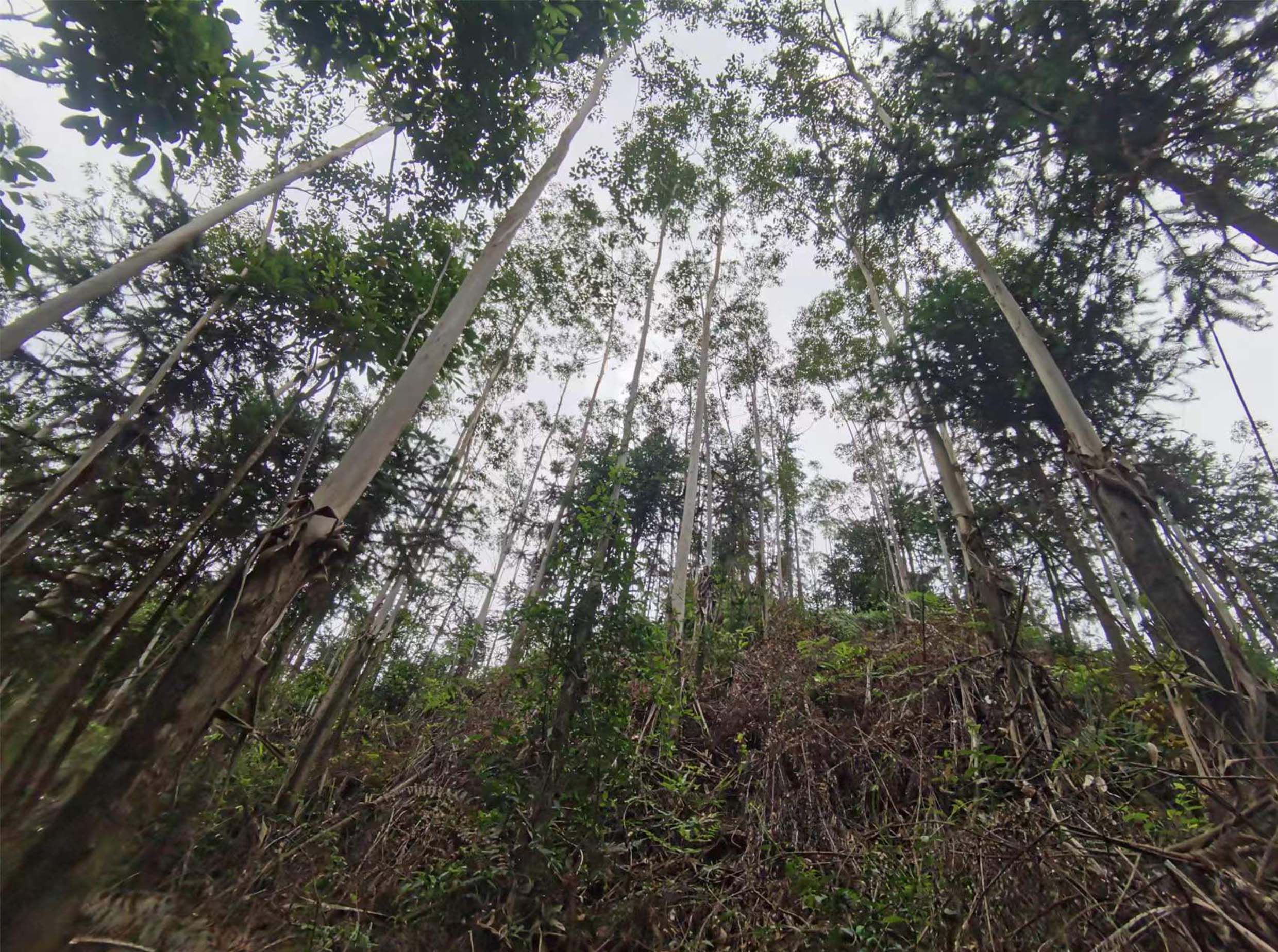 78m威九国际(集团)中国区有限公司-BinG百科