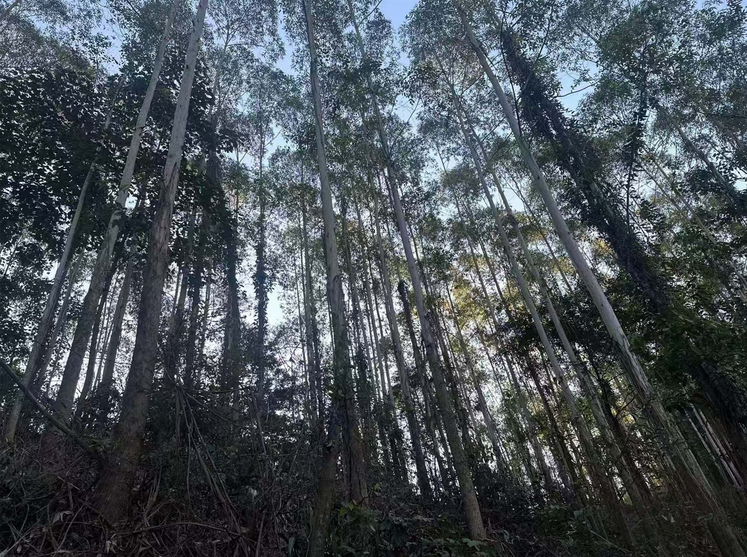 78m威九国际(集团)中国区有限公司-BinG百科