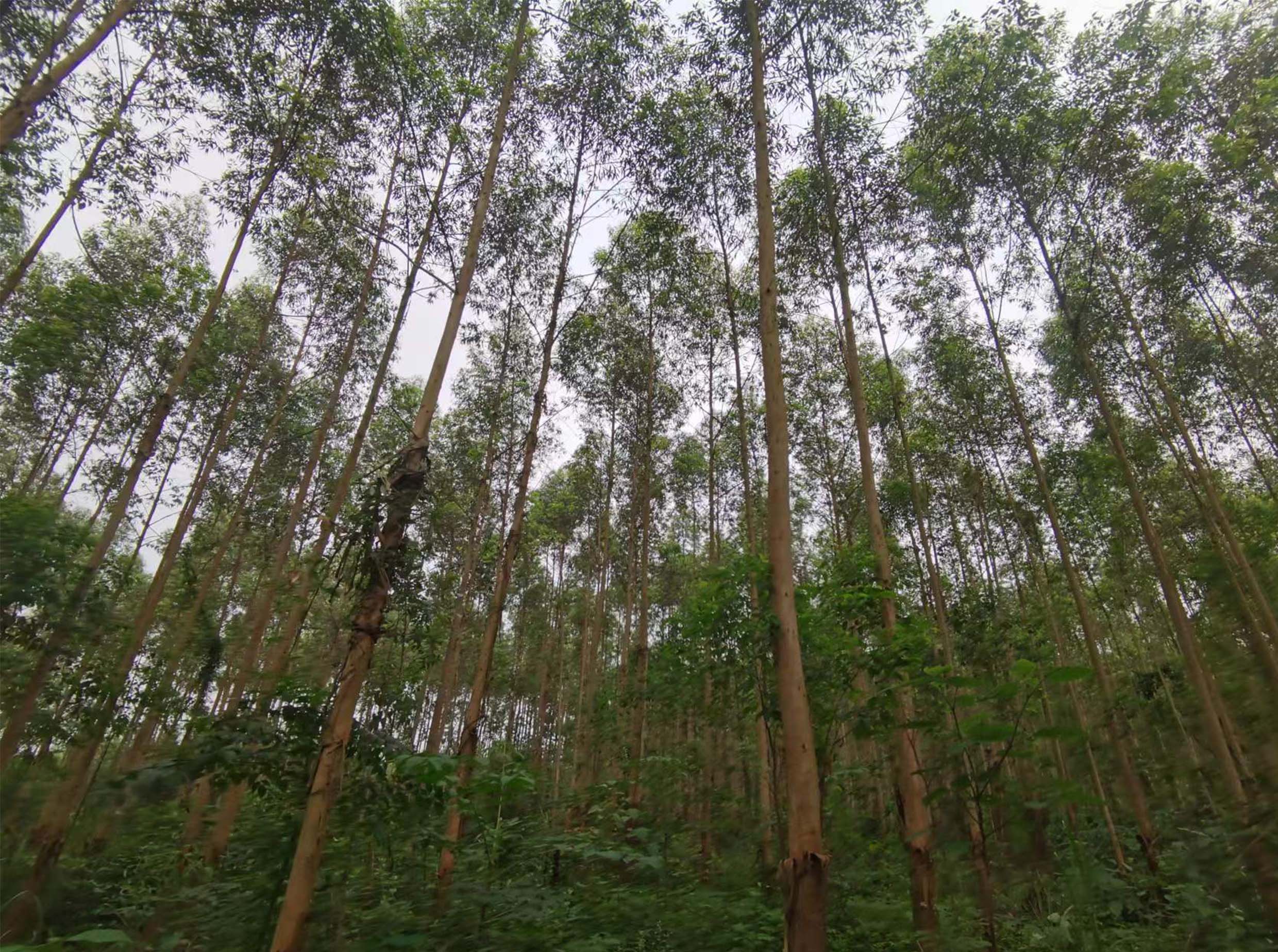 78m威九国际(集团)中国区有限公司-BinG百科