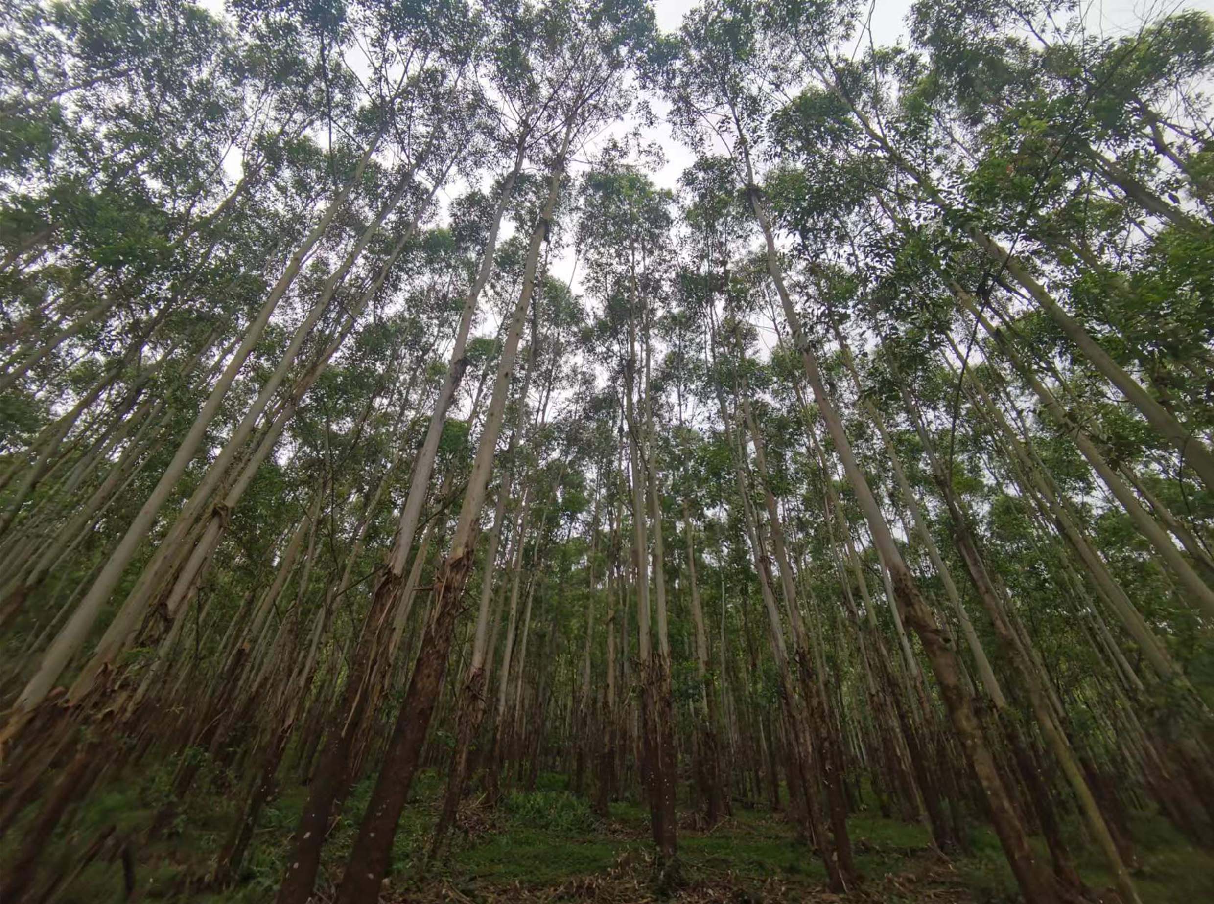 78m威九国际(集团)中国区有限公司-BinG百科