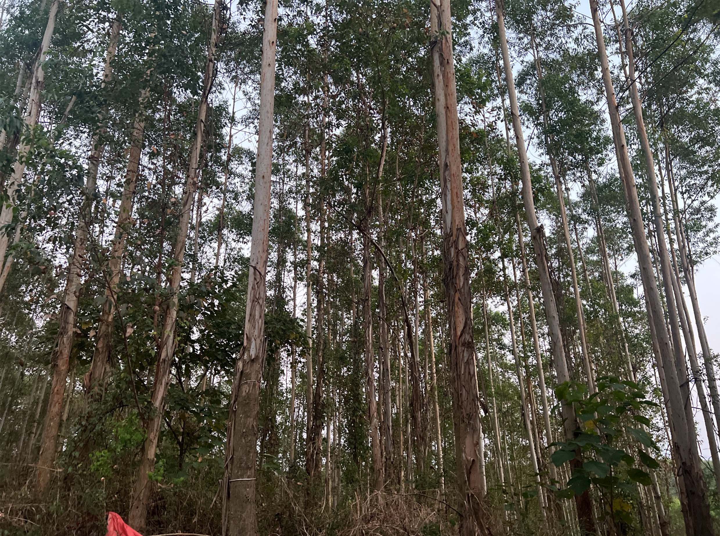 78m威九国际(集团)中国区有限公司-BinG百科