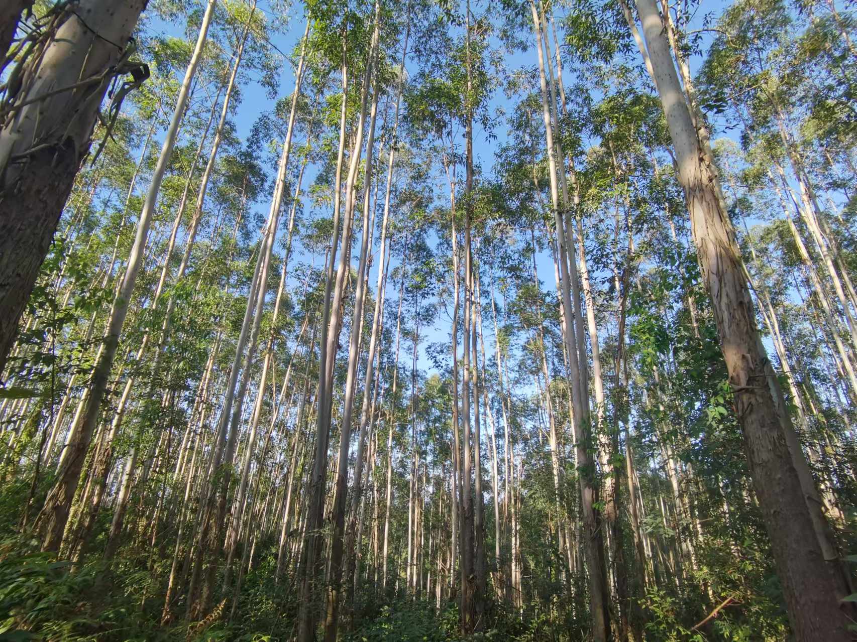 78m威九国际(集团)中国区有限公司-BinG百科